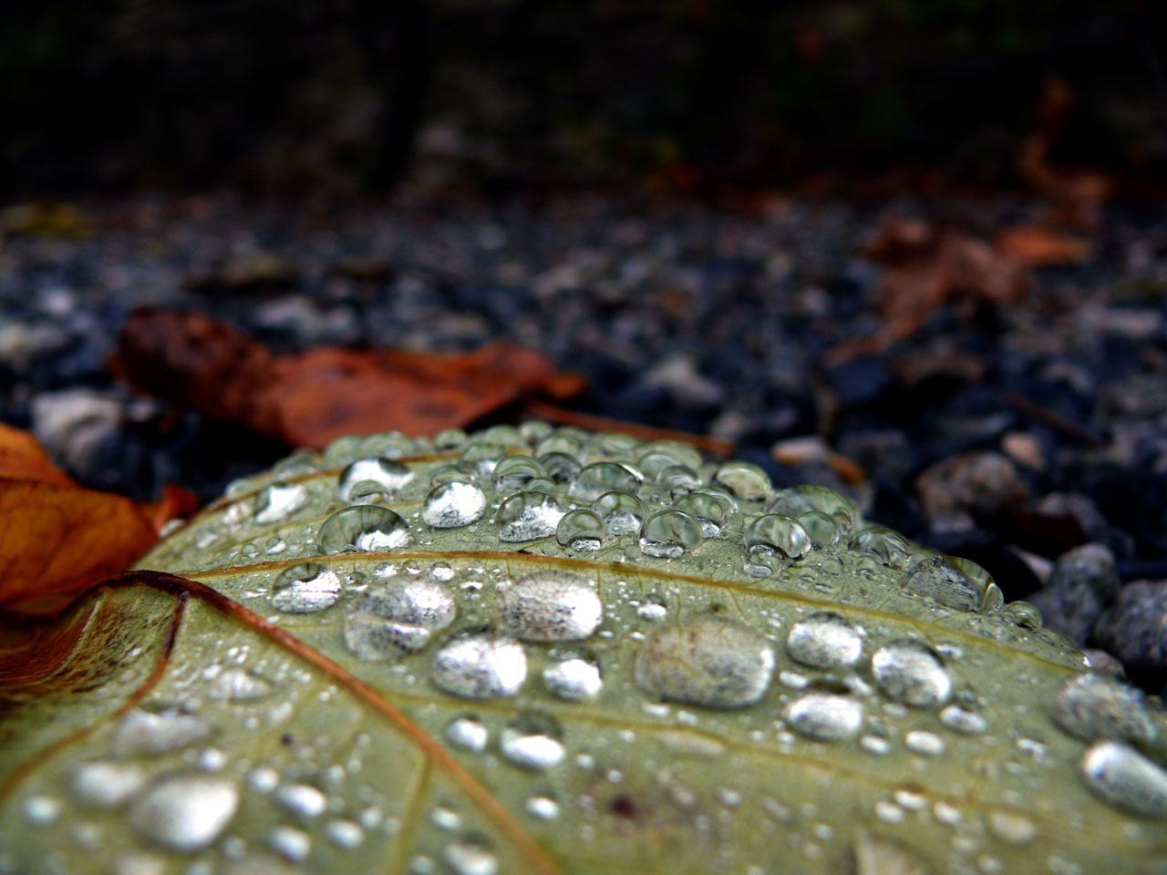 drops_on_leaf.jpg