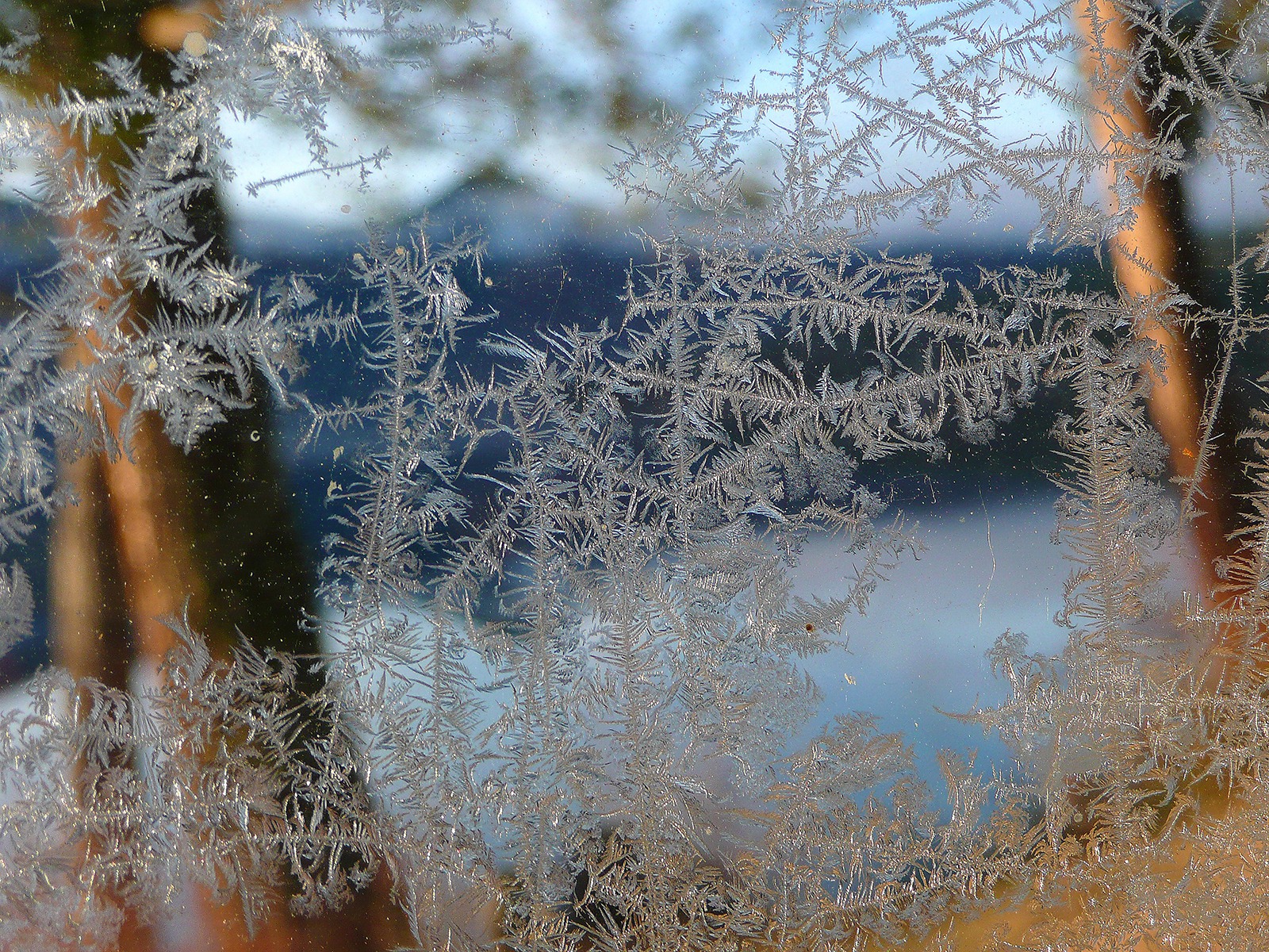 ice_flowers_glass_window.jpg