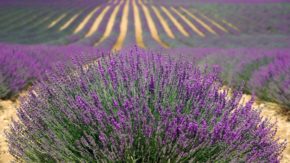 lavender-894919_960_720.jpg