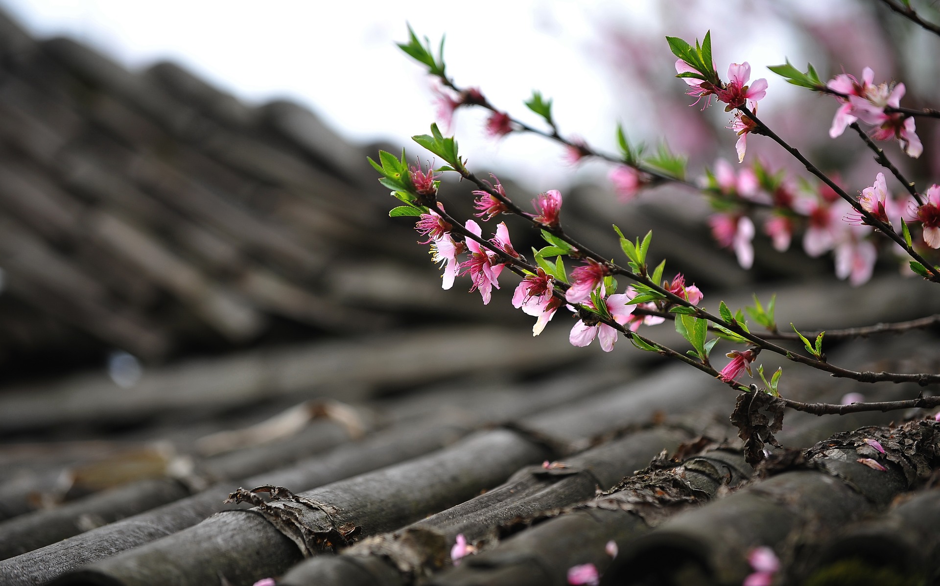 peach-blossom-1557702_1920.jpg